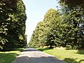 Avenue of lime trees at Turville Heath - geograph.org.uk - 39077