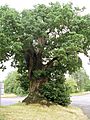 Baginton oak tree july06