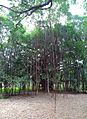 Banyan Tree in Gaia, Auroville