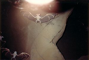 Bat-sculptures-at-Gondwana-Rainforest-Sanctuary