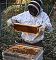 Beekeeper with moveable comb hive