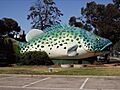 Big MurrayCod SwanHill