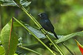 Blue-black Grosbeak - El Tapir - Costa Rica S4E0792 (26670638096)