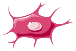 Bone cells - Osteocytes 1 -- Smart-Servier.png