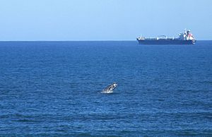 Breaching Southern Right whale with tanker (11341899566)