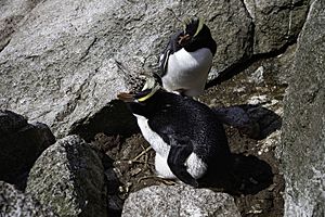 Breeding pair of Erect-crested penguins at their nest