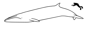 Bryde's whale size.svg