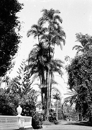 COLLECTIE TROPENMUSEUM Bactris speciosa in 's Lands Plantentuin Buitenzorg TMnr 10006118