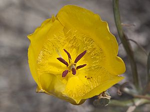 Calochortus clavatus var. pallidus - Flickr 006