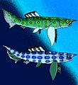 Camuropiscis species