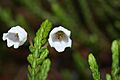 Cassiope mertensiana 9166
