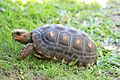 Chelonoidis carbonarius 386013561