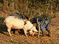 Cochon truffier