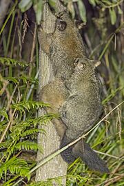 Common brushtail possum (Trichosurus vulpecula) climbing with joey Scottsdale
