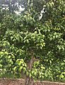 Common pear tree in early June