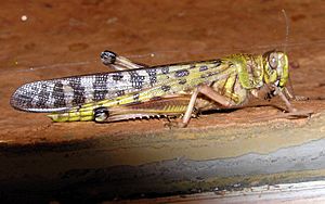 Desert.locust.arp