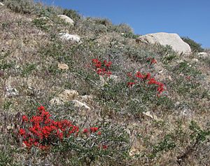 Desert paintbrush Castilleja chromosa hillside