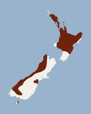 Distribution of Chalinolobus tuberculatus