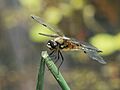Dragonfly macro