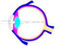 Editable ray diagram of eye v0