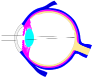 Editable ray diagram of eye v0