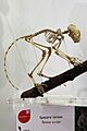 Em - Tarsius tarsier - 3