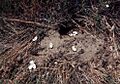 Emys orbicularis Tajba eggshell
