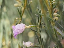 Eremophila scoparia (flower detail)