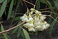Eucalyptus beardiana flowers