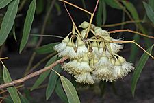 Eucalyptus beardiana flowers