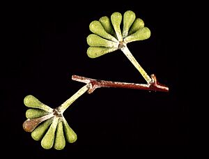 Eucalyptus delegatensis buds