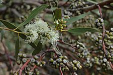 Eucalyptus effusa fruit
