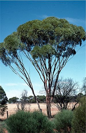 Eucalyptus kochii.jpg