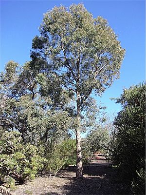 Eucalyptus rudderi.jpg