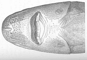 FMIB 48164 Head of Acipenser naccarii (A. heckelii), seen from below