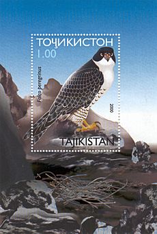 Falco peregrinus tajikistan stamp