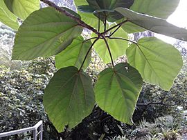 Ficus auriculata leaves