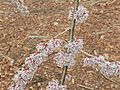 Flowers of Marn Elm Ulmus villosa