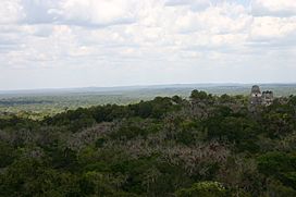 Forest in Tikal Guatemala.jpg