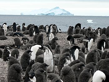 Franklin Island in Antarctica.jpg
