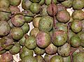 Fruits of Dracontomelon duperreanum