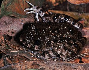 Gaboon Forest Frog (Scotobleps gabonicus) (7706535264).jpg