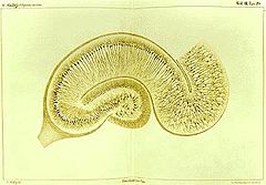 Golgi Hippocampus
