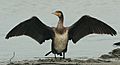 Great cormorant (Phalacrocorax carbo),