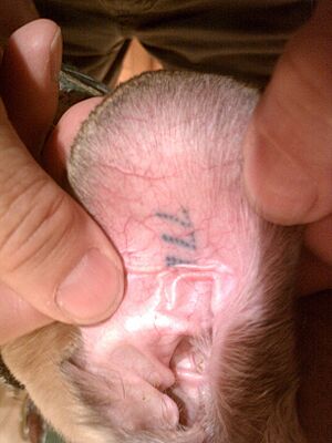 Greyhound right ear tattoo