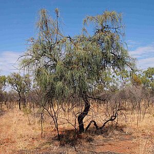 Hakea chordophylla form