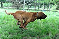Hameau Jouas bloodhound