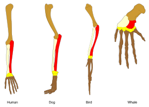 Homology vertebrates-en