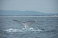 Humpback whale fluke (4)