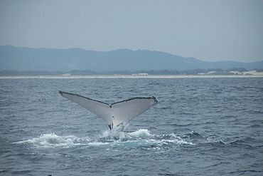 Humpback whale fluke (4).jpg